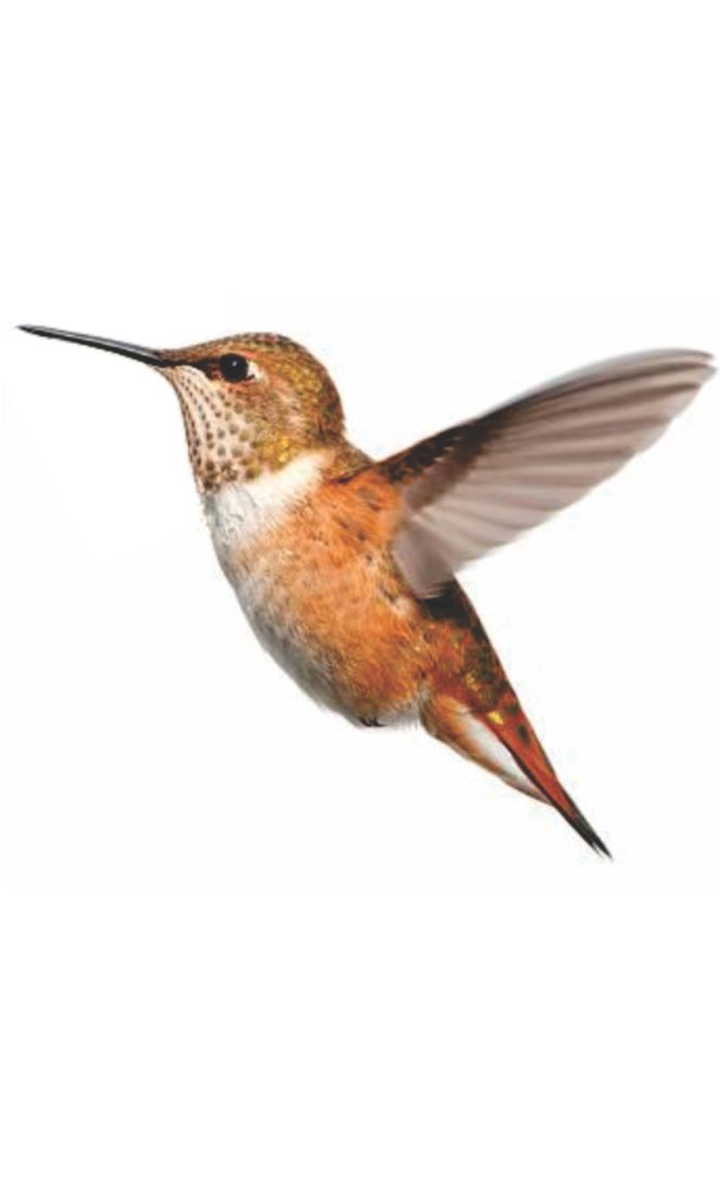 coibri3